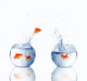 fishinwater1